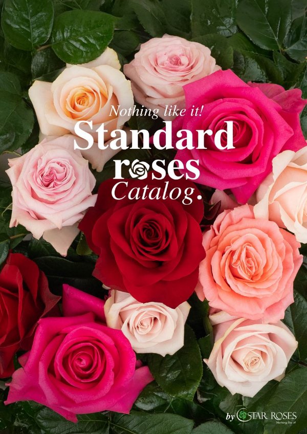 STANDARD ROSES CATALOG - STAR ROSES by Alejandra Jarrin - Flipsnack