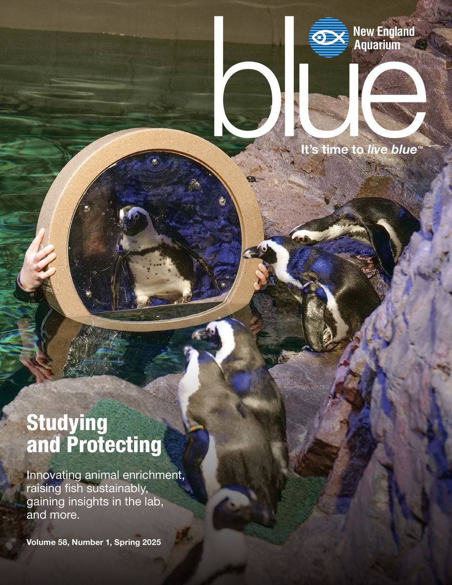 Blue Magazine — Spring 2025 by New England Aquarium - Flipsnack