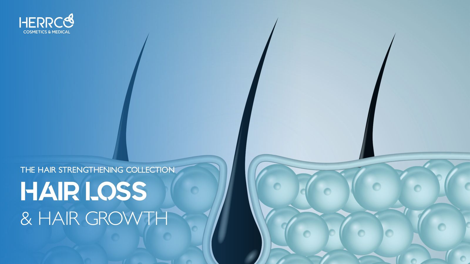 Hair Loss & Hair Growth by Herrco Cosmetics - Flipsnack